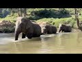 Update elephants at Chock Chai - EleFlix