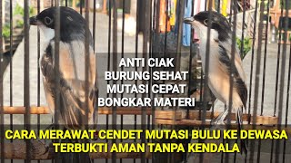 CARA MERAWAT CENDET MUTASI BULU DEWASA || ikuti langkahnya agar tidak salah rawat