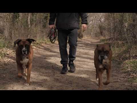 Vidéo: Les chiens se souviennent-ils de qui sont leurs bébés?