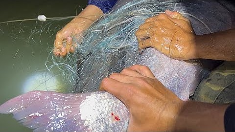 Bắt Được Nó Rồi To Lắm Săn Cá Trong Rừng Già ￼// Fishing in the Mountainous Area