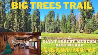 Big Trees Trail & Giant Forest Museum Adventure in Sequoia National Park