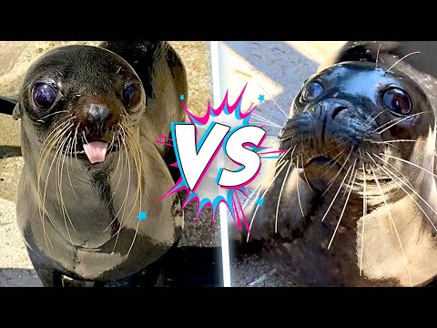 Seals vs Sea Lions: What&rsquo;s the Difference?