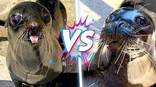Différence entre les lions de mer et les morses