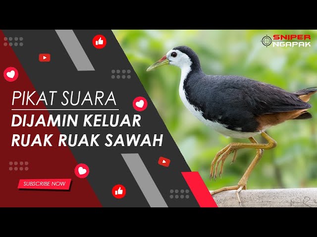 MASTER SUARA BURUNG RUAK RUAK - DURASI 30 MENIT