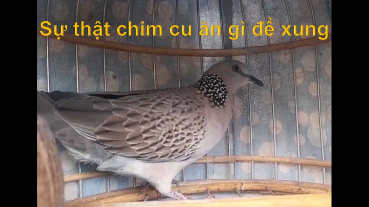 Cách làm chim cu gáy sung_ thức ăn giúp chim cu gáy căng lửa?