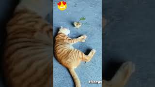 funny cat video
