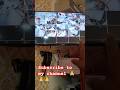 ग़रीब बंदे नू प्यार जरूरी नहीं होता 💔| #shorts #viralshorts #trending #cctv