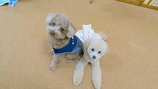 お揃いの洋服を着たらノリノリの子犬(妹)と不満げなトイプードル(兄)w