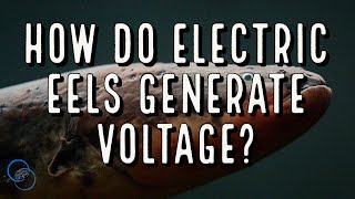 How do Electric Eels generate Voltage?