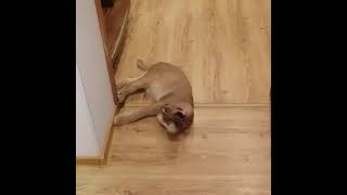 Flop rollin'