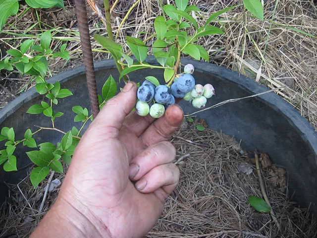 Дегустация харьковской голубики сорта Эрлиблю