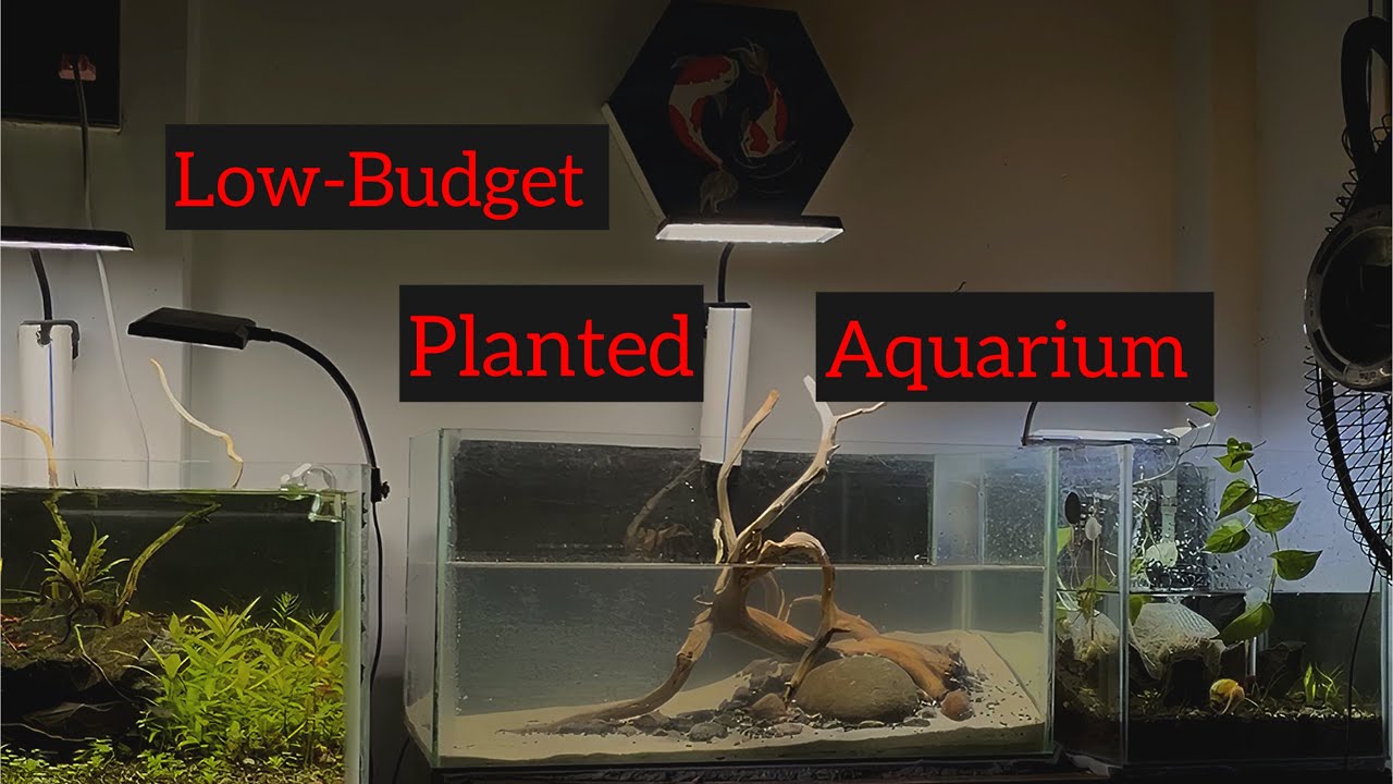 Photo inspiration: Low Budget Planted Aquarium Setup Photo Inspiration