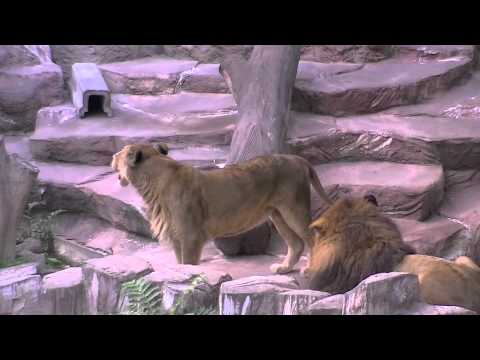 メスライオンのダブルパンチ~The punch of lion - YouTube