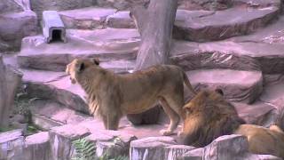 メスライオンのダブルパンチ~The punch of lion