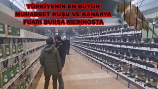 BURSA BİR İLKE DAHA İMAZISINI ATIYOR MUHABBET KUŞU VE KANARYA FUARI EN GÜZEL KARELERİ SİZLER İÇİN