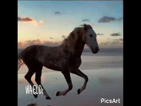 الراحة النفسية معى هتهي المخلوقات