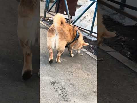 КАКОЙ ОН ГРЯЗНЫЙ