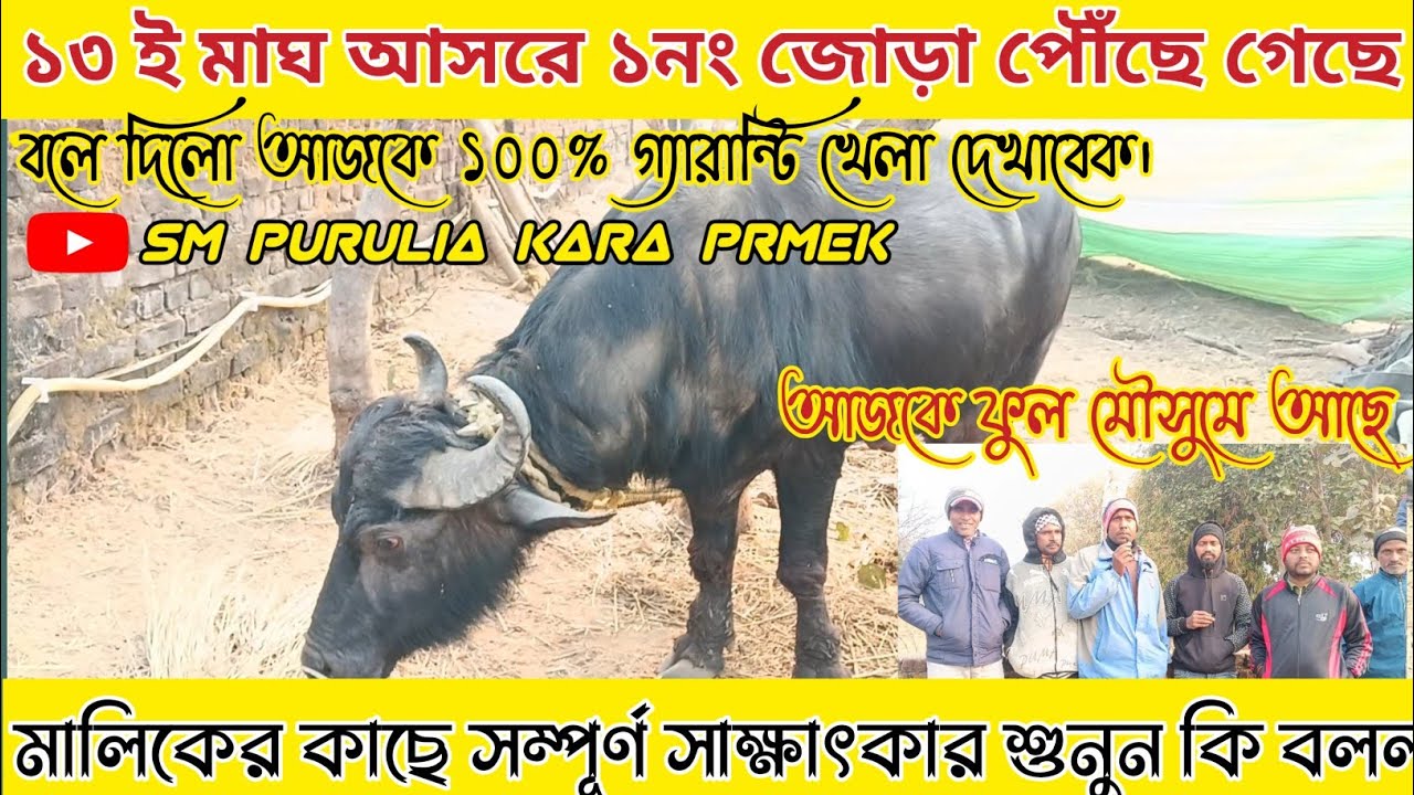 ১৩ই মাঘ টকোরিয়া আসর কাঁপাতে ১নং কাড়া পৌঁছে গেলো মালিকের ঝাঁজালো বক্তব্য শুনুন।১০০%খেলা দেখাবেক💯।।