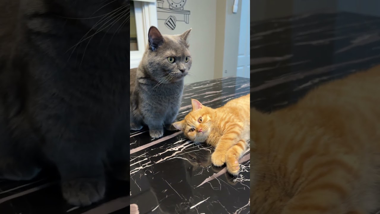 ช่วงเวลาความรัก #cat #cutecat #แมว #cute #funnycats #kitten #pets #แมวถังแก๊ส #meow #funny