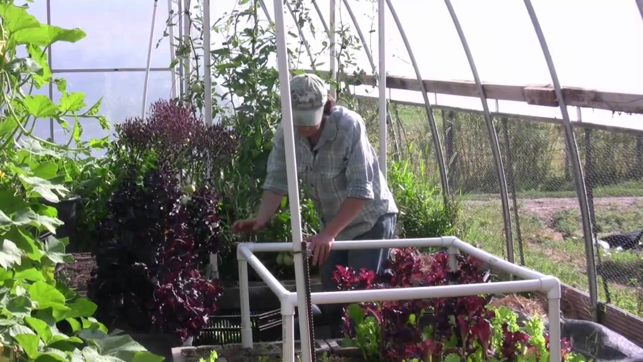 Lettuce Succession Planning for the Fall