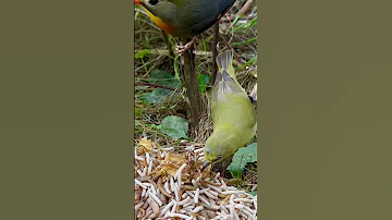 Zosterops and Pekin Robin | Bird Sounds #birds #bird
