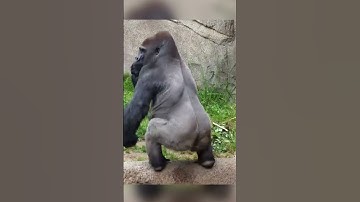 This Gorilla Threw Poop 😂 💩