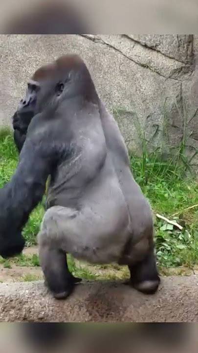 This Gorilla Threw Poop 😂 💩
