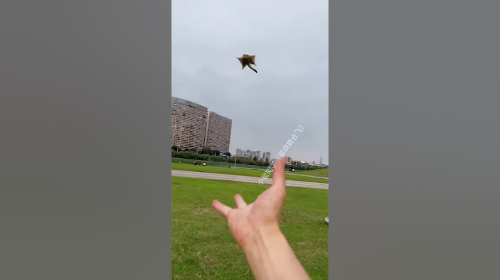 Poor Sugar Glider Was Caught By An Eagle #cutePets #animals #sugarglider #funny