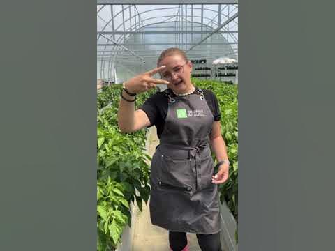 Перец скидывает завязи! #сад #дача #огород #семенаалтая - YouTube