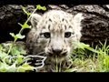 Snow Leopard Cubs! | The Cute Show