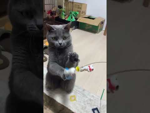 【シャルトリュー】立ったまま遊ぶねこスローモーションver【Chartreux cat】