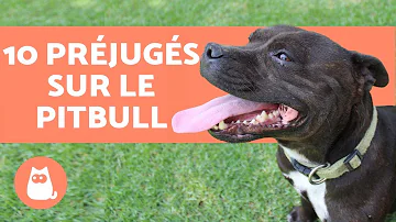 Quel est le mélange du pitbull