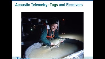 Evaluating methods for estimating mortality of Great Lakes walleye using acoustic telemetry data