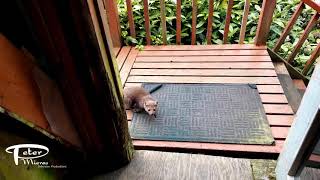 Curious marten attracts attention from dog and owner by Rendezvousdiving 389 views 3 years ago 50 seconds