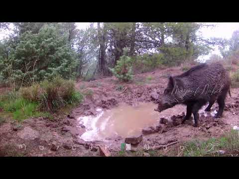 مقطع نشاهد فيه بعض سلوكيات الخنزير البري مشهد طبيعي يوث ق حياة هذا الحيوان بعيد ا عن الإنسان