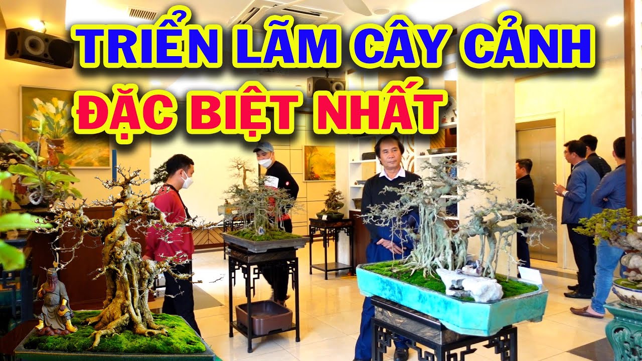 xem canh dep 2022 Những cây khó tìm thấy Đối Thủ mang phong cách rất riêng, triển lãm cây cảnh, sanh trực của anh Minh
