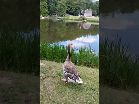 اسمعوا صوت الوز