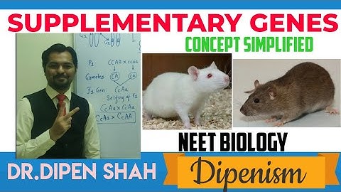 SUPPLEMENTARY GENES | INTERGENIC / NONALLELIC || Principles of Inheritance Class 12 #NEET #Dipenism