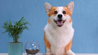 Choosing the Perfect Pembroke Welsh Corgi: Tips for FirstTime Dog Owners