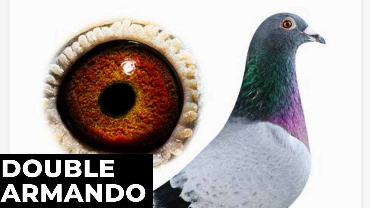Double Armando Racing Pigeon From Alpdag Brothers Bloodline For Sale In