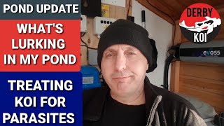 Treating Koi For Parasites (Flukes) Using Fluke Solve DERBY KOI POND Treating Koi For Parasites (Flukes) Using Fluke Solve DERBY KOI POND