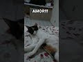 #cover #musica #cat #memes #humor #comedia #yosoydelos7mil #poppyplaytime #deustemumapalavrapravoce