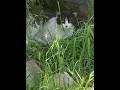 #cats #cat #shorts #reels