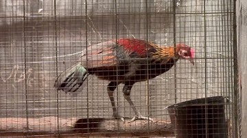 Four Month Old South East Asia Red Jungle Fowl Hybrid Stag | Menyuam Qaib Qus Txuam Tsoov 4 Hli