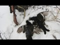 22lr / ОХОТА НА ТЕТЕРЕВА зимой.Hunting for grouse in winter.