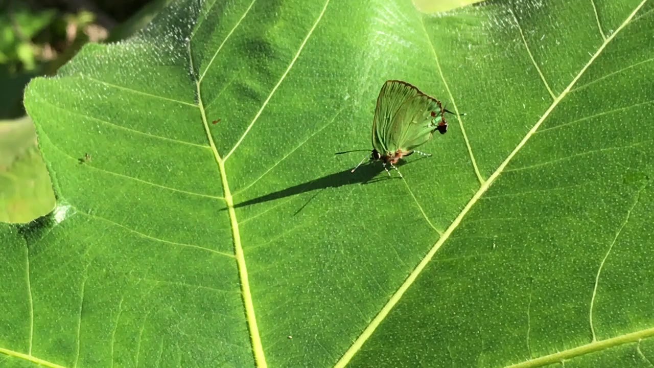 アミュントールシジミCyanophrys amyntor トゥタピシコ川 2018/10/27 Rio Tutapishco Orellana, Butterfly of Ecuador