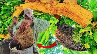 How to Extract honey