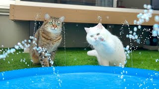ENG) My cats did this when I put a fountain in the courtyard... lol