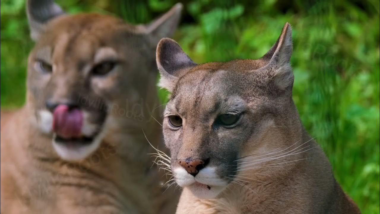Mountain Lion Scream Sounds Like A Woman What sound does a mountain lion make? | mountain lion scream | mountain