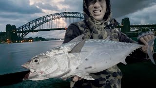 Shore jigging in Sydney Harbour | chasing Kingfish